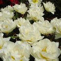Tulipa double hative 'Cardinal Mindszenty' PB 13